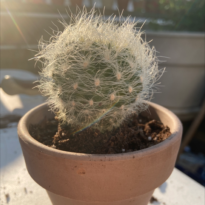 Old Man Cactus plant photo by @honeyyvoiced named Zephyr on Greg, the plant care app.