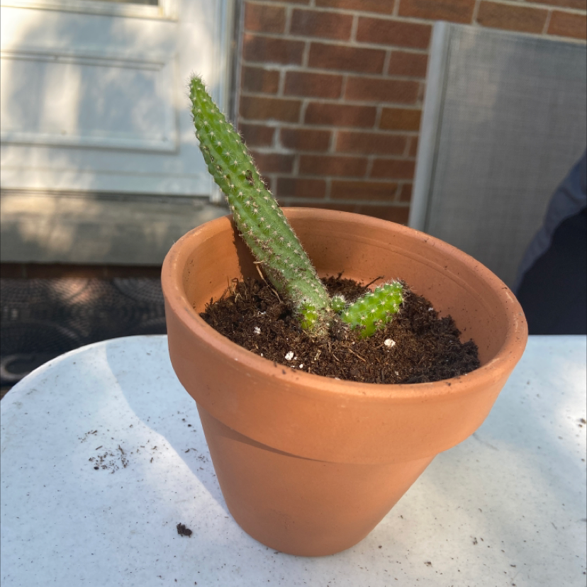 Rat Tail Cactus plant photo by @honeyyvoiced named Templeton on Greg, the plant care app.