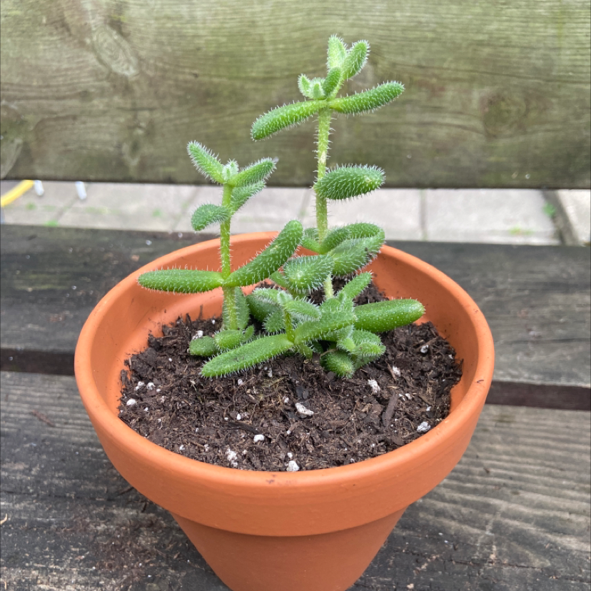 Pickle Plant plant photo by @honeyyvoiced named Dill on Greg, the plant care app.