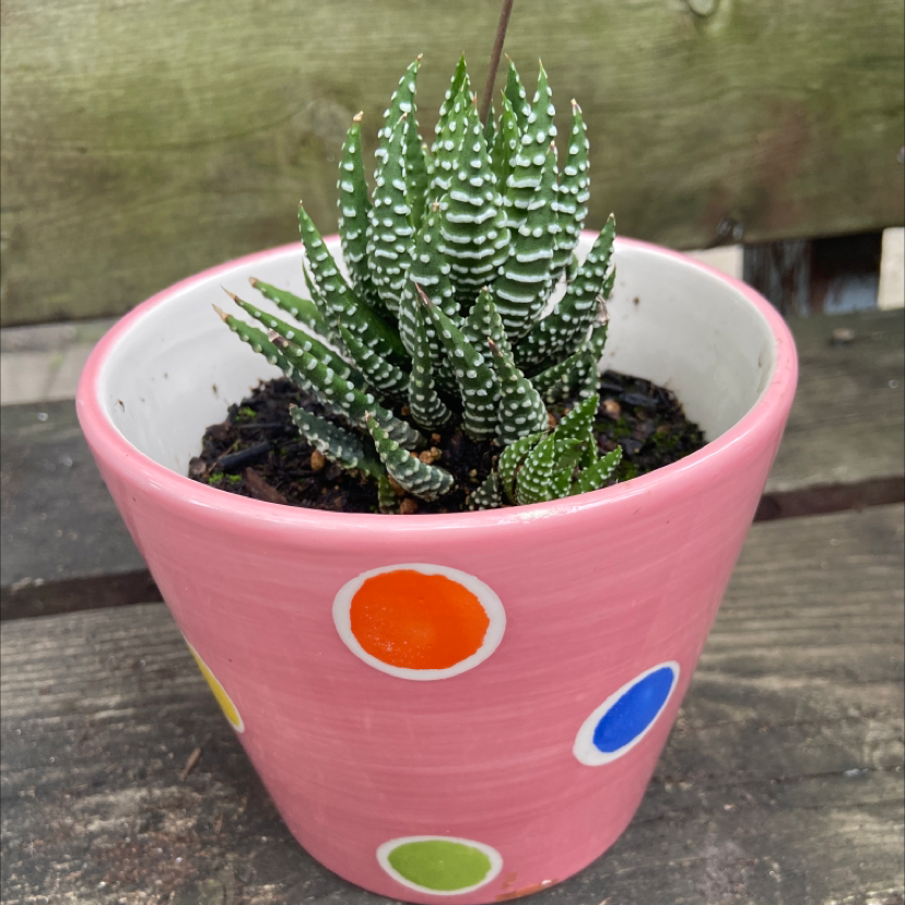 Zebra Plant plant photo by @honeyyvoiced named Beans on Greg, the plant care app.
