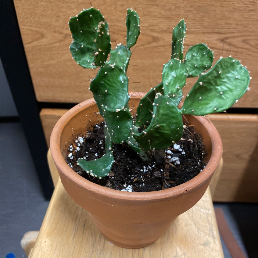 Brazilian Pricklypear plant in a terracotta pot with visible soil.