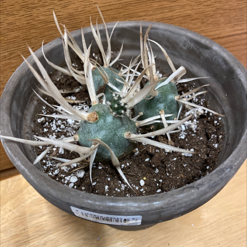 Paper Spine Cactus in a pot with visible soil, well-framed and in focus.