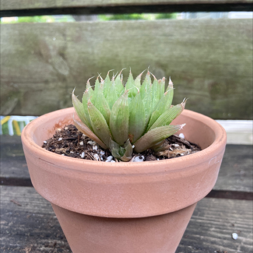 Star Cactus plant photo by @honeyyvoiced named Harold on Greg, the plant care app.