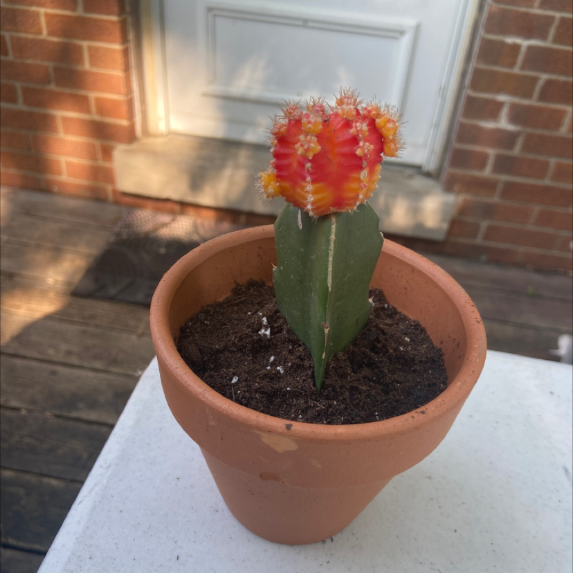 Moon Cactus plant photo by @honeyyvoiced named Luna on Greg, the plant care app.