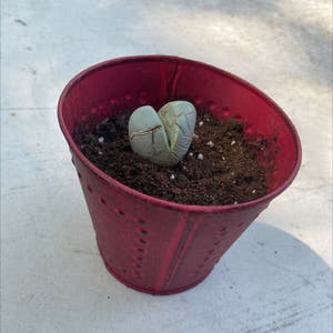 Living Stone plant photo by @honeyyvoiced named Darwin on Greg, the plant care app.
