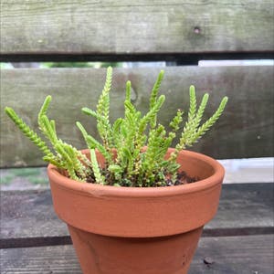 Rattail Crassula plant photo by @honeyyvoiced named Walter on Greg, the plant care app.