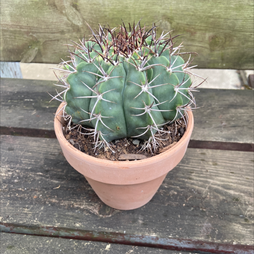 Melocactus azureus plant photo by @honeyyvoiced named Bob on Greg, the plant care app.