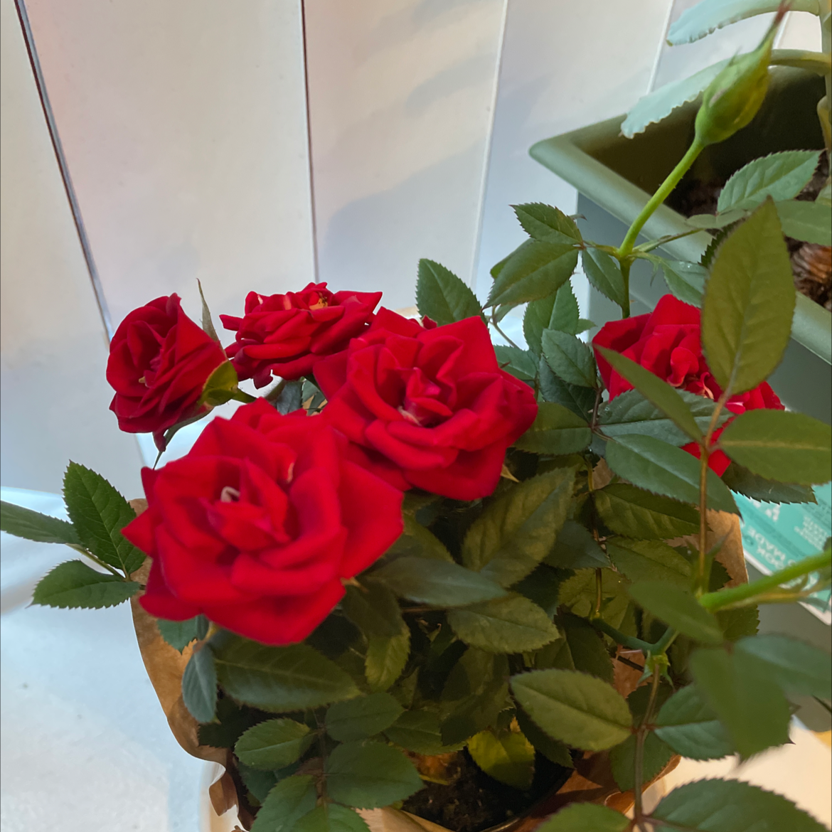Miniature Rose plant photo by @EmPlants named Queen of ♥️ on Greg, the plant care app.