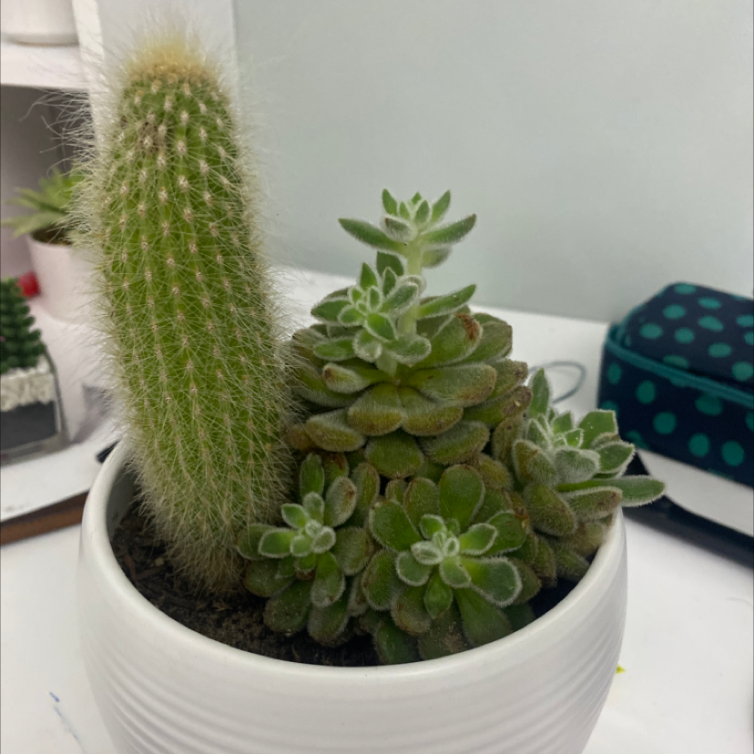 Potted Silver Torch Cactus and succulent plant in a white pot.