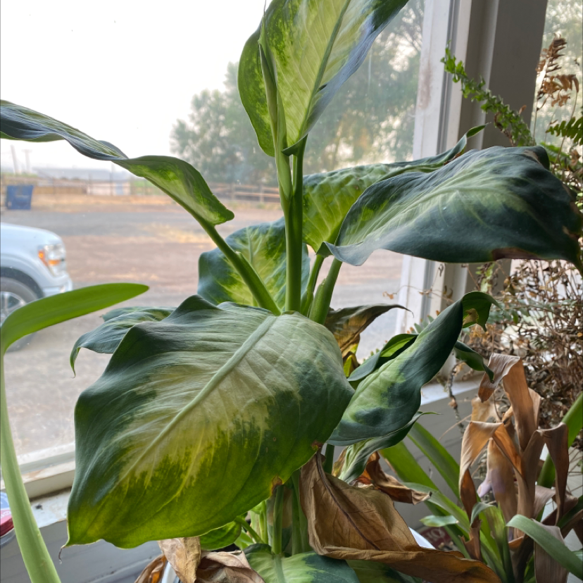 Photo of the plant species Dumbcane 'Delilah' by @Sydnimarie203 named Pedro on Greg, the plant care app