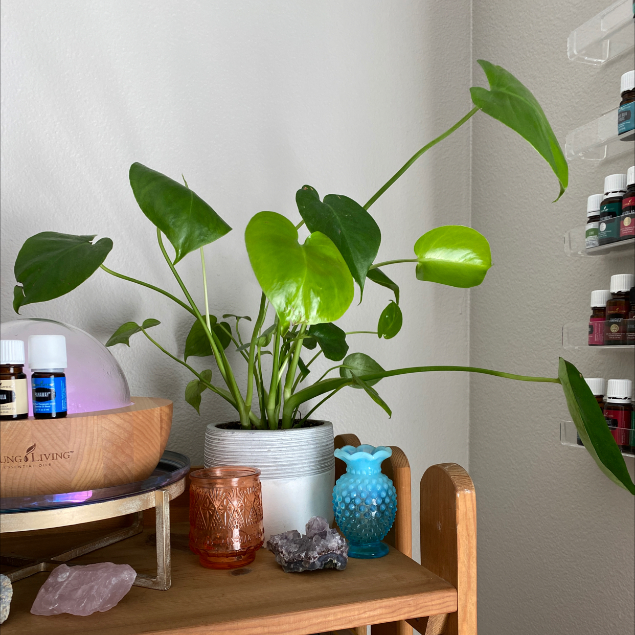 Photo of the plant species Dwarf Monstera Deliciosa by @karliflower named Eva on Greg, the plant care app