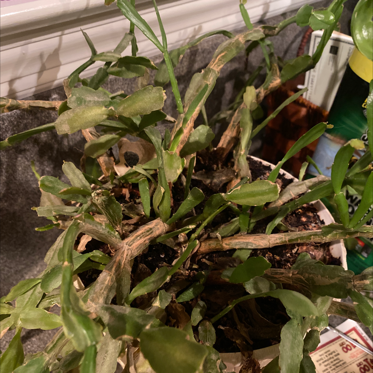 False Christmas Cactus plant photo by Stacey named Grandma bessie on Greg, the plant care app.