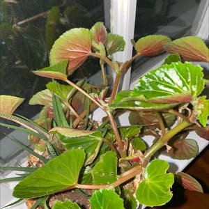Begonia cucullata plant photo by Stacey named Briars gift on Greg, the plant care app.