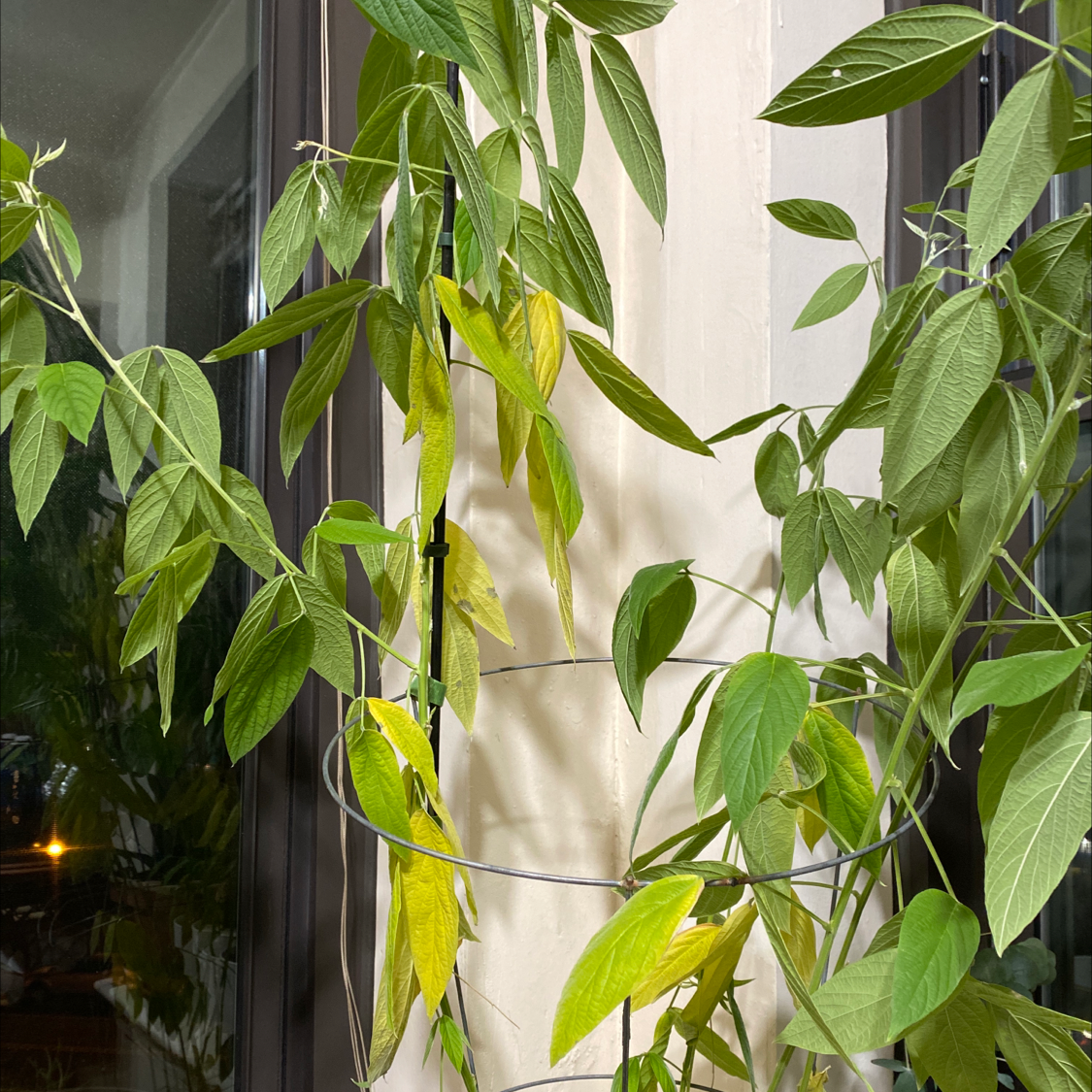 California Boxelder Maple plant indoors with some yellowing leaves, supported by a metal frame.