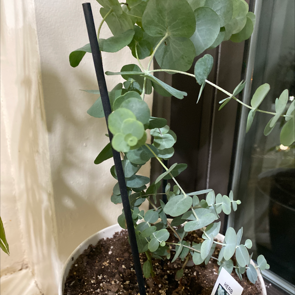 Healthy silver dollar tree plant with round, grey-green leaves in a brown pot with gravel topping the soil.