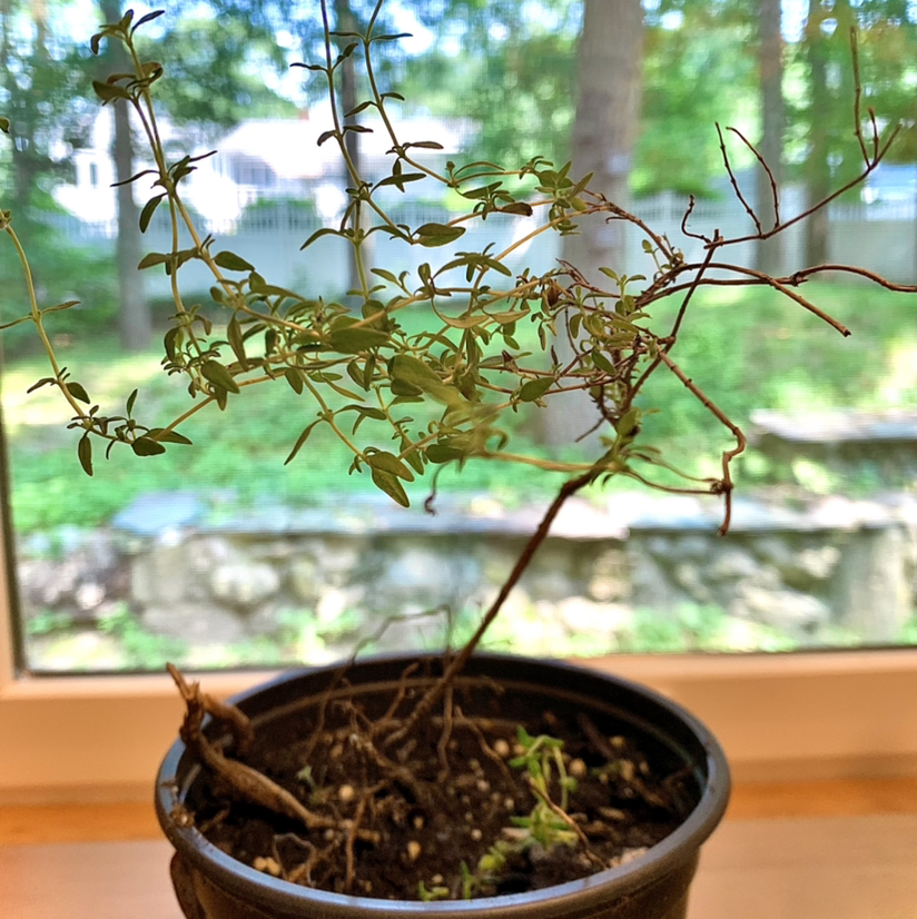 Photo of the plant species Common Thyme by @Plants_Luv0224 named Sylvie on Greg, the plant care app