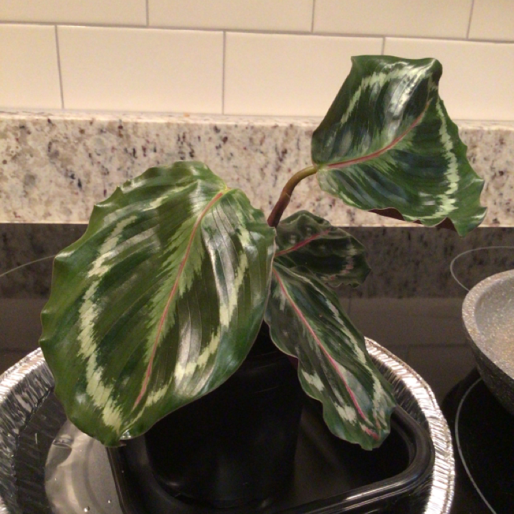 Calathea 'Medallion' plant with variegated leaves in a pot on a reflective surface.