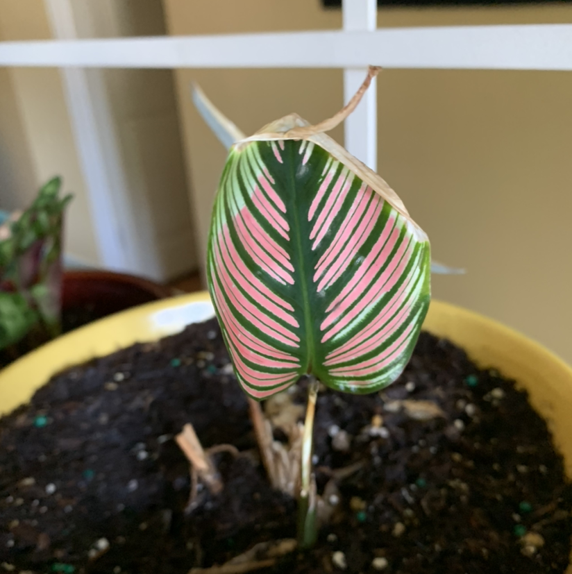 Goeppertia majestica plant with pink and green variegated leaf showing browning edges.