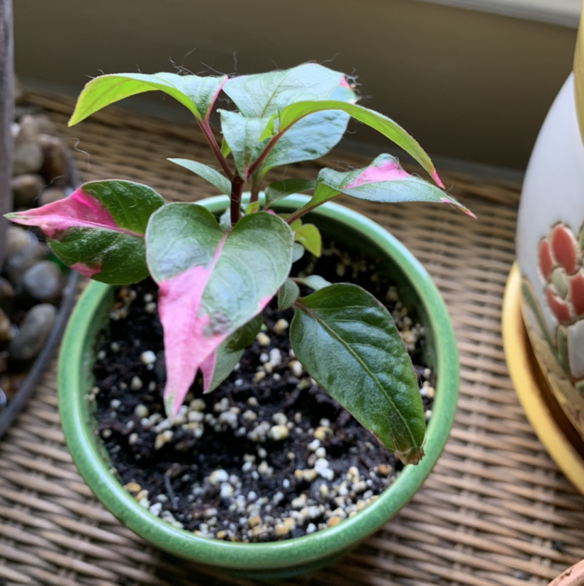 Party Time Alternanthera plant in a green pot with vibrant green and pink variegated leaves.