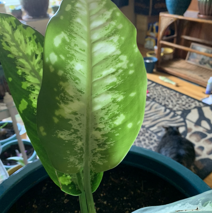 Photo of the plant species Dieffenbachia 'Camouflage' by Kim named Sarge on Greg, the plant care app