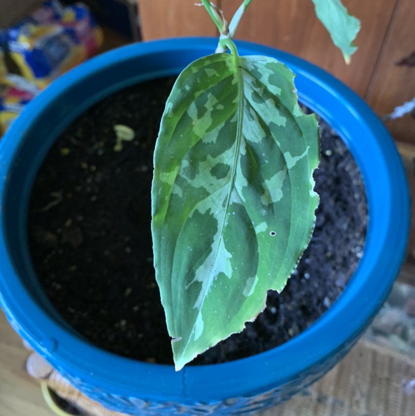 Aglaonema 'Tricolor' leaf in a blue pot with visible soil.