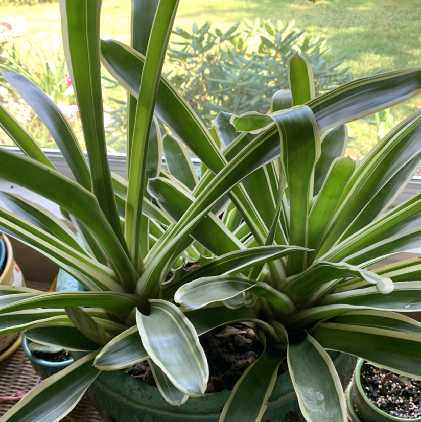 Bromeliad plant photo by Kim named Bromeliad on Greg, the plant care app.