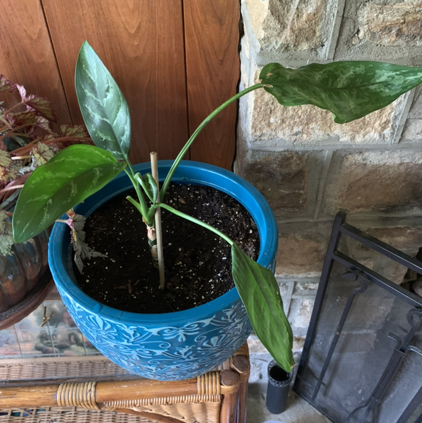 Photo of the plant species Aglaonema 'Stripe' by Kim named Rambo on Greg, the plant care app