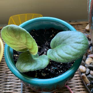 African Violet plant in Somewhere on Earth