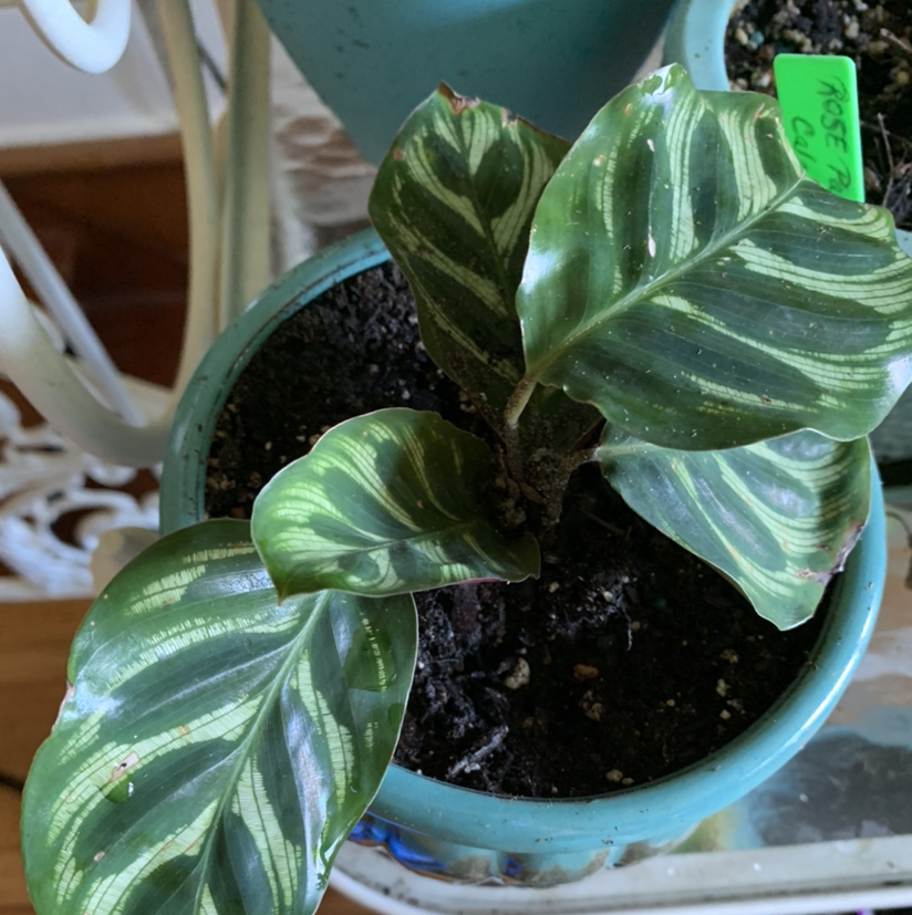 Cathedral Windows plant photo by Kim named Calathea on Greg, the plant care app.