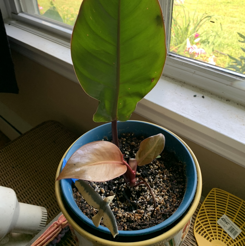 Philodendron Prince of Orange plant photo by Kim named Prince of Orange on Greg, the plant care app.