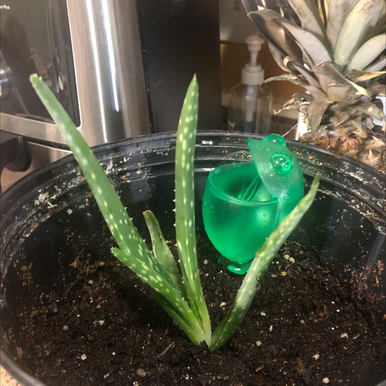 Aloe vera plant photo by Juliza named Shorty on Greg, the plant care app.