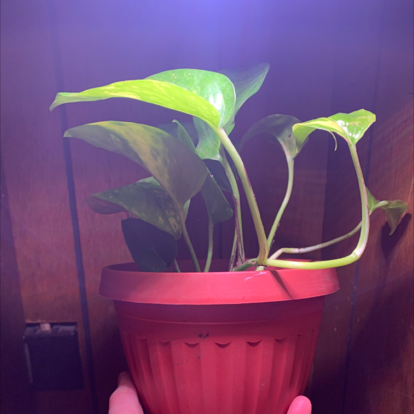 Taro Vine plant photo by @Camerontheplantdad14 named Daddy pothos on Greg, the plant care app.