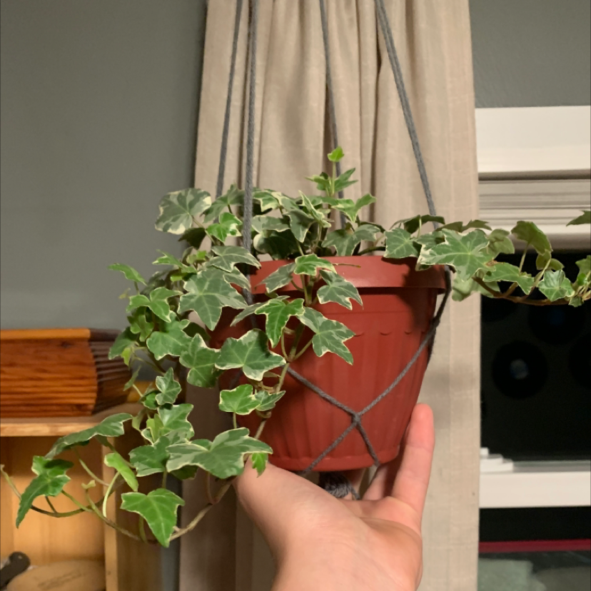 English Ivy plant photo by @Camerontheplantdad14 named Dr. Ivy on Greg, the plant care app.