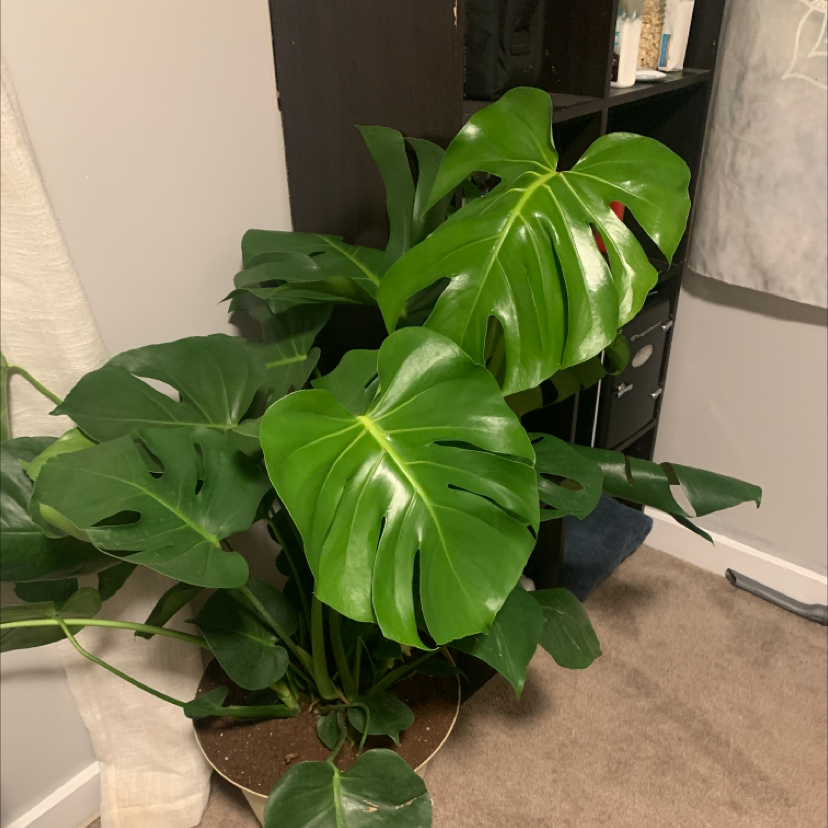 Monstera plant photo by @Camerontheplantdad14 named Mony on Greg, the plant care app.