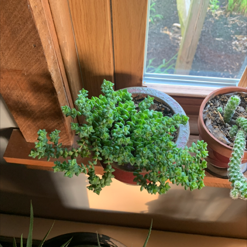 Photo of the plant species Tom Thumb by @Camerontheplantdad14 named Special on Greg, the plant care app