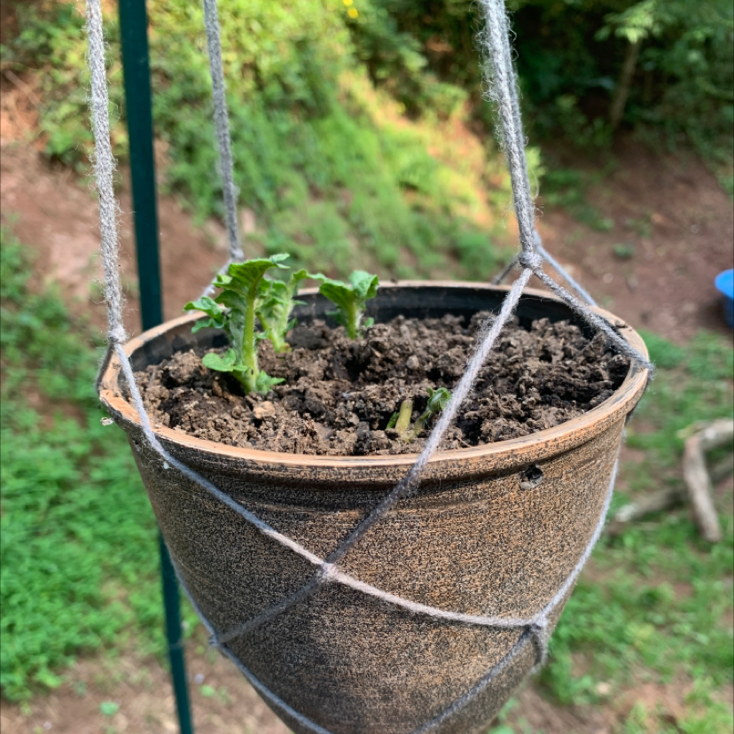 Potted potato plant with young sprouts in an outdoor setting.