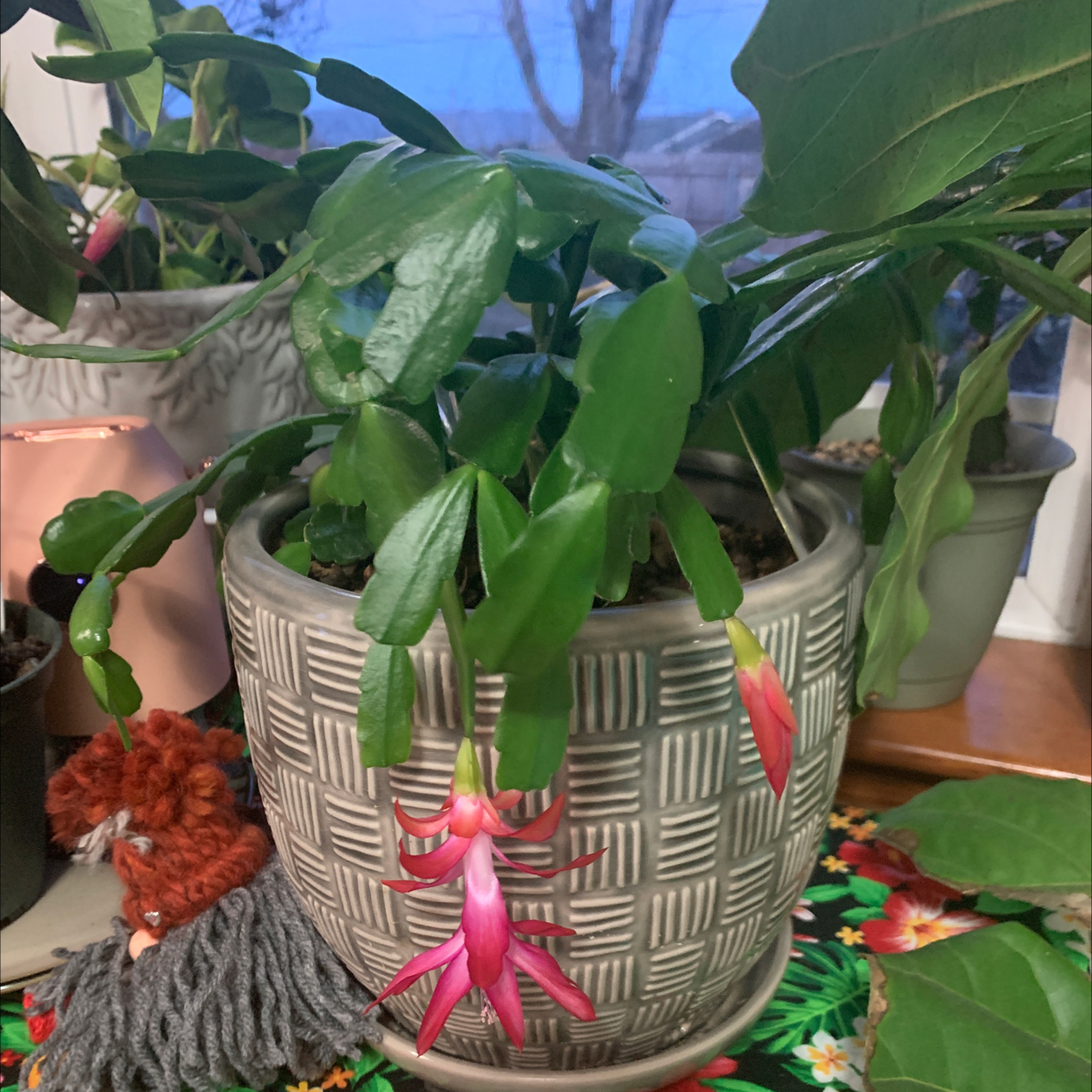 true Christmas Cactus in a pot with pink flowers and green leaves.
