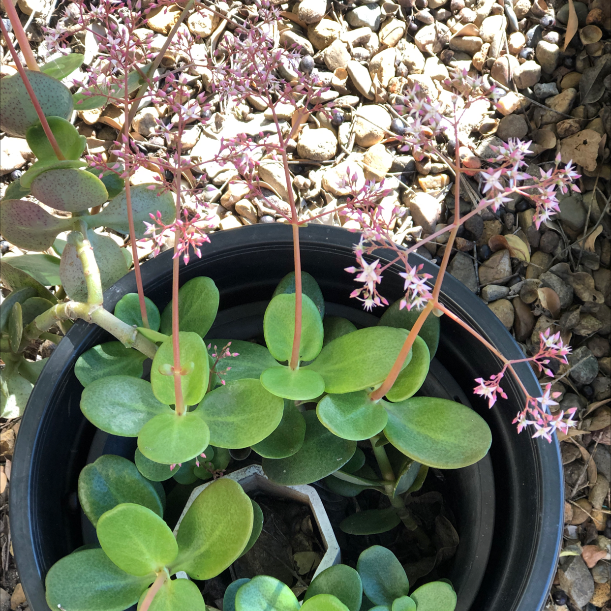 Fairy Crassula plant in a black pot with green leaves and pink flowers, set against a gravel background.