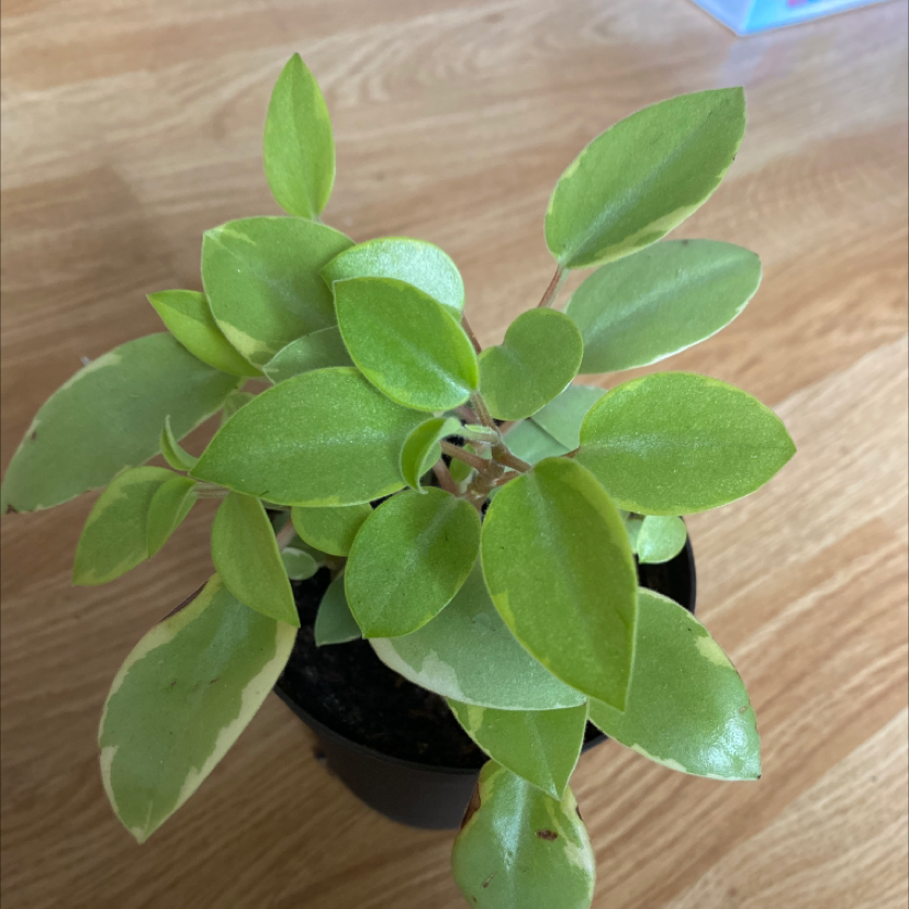 Teardrop Peperomia plant in a small pot with mostly healthy leaves.