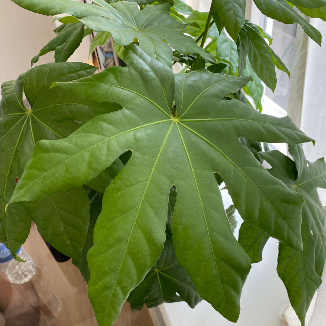 Fatsia Plant plant photo by Chloe named Fussy Boy on Greg, the plant care app.