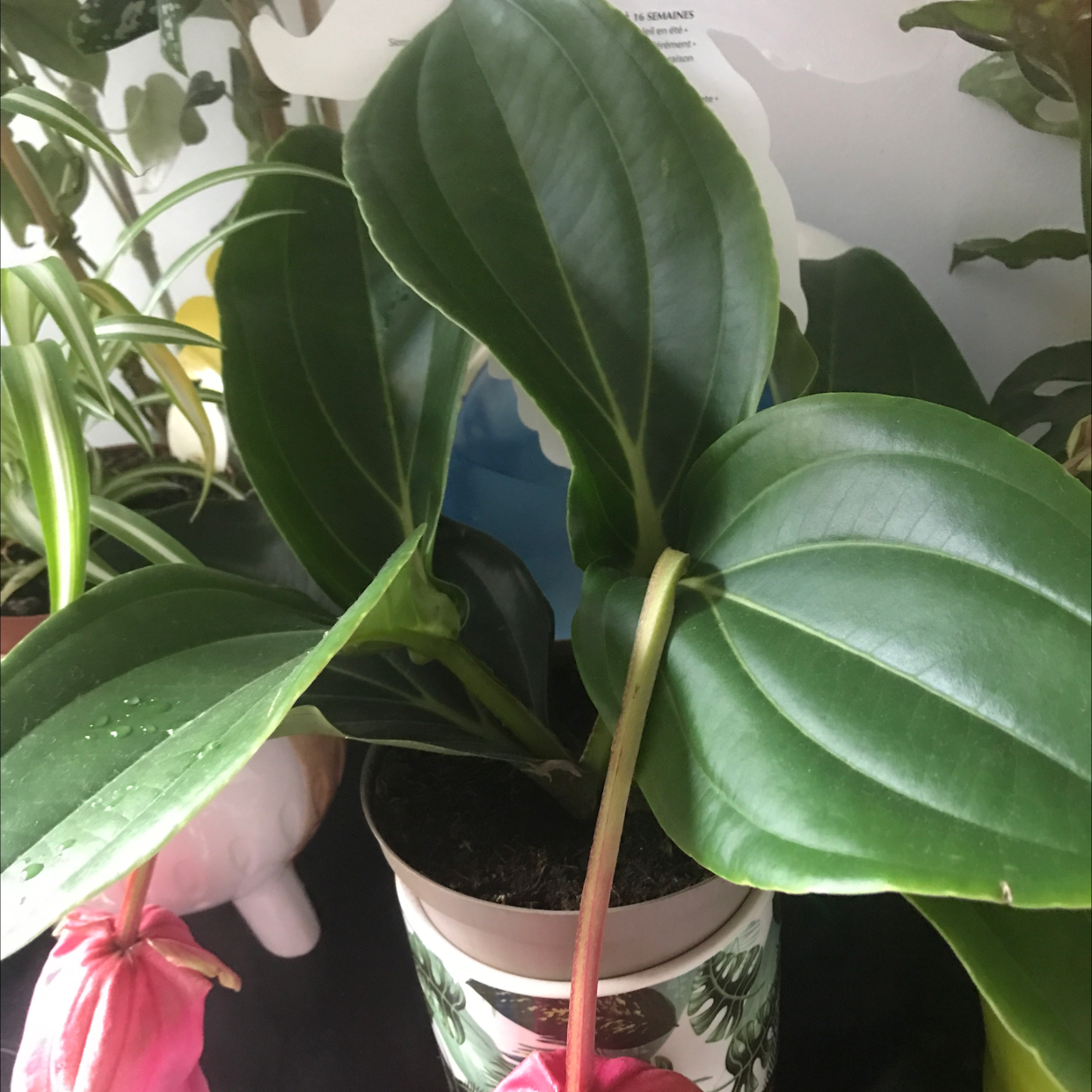 Showy Medinilla plant with large green leaves and pink flowers in a pot.