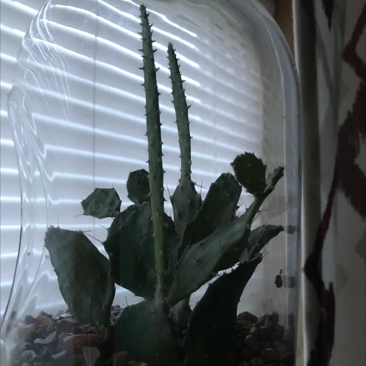 Brazilian Pricklypear cactus in a glass container with pebbles at the base.
