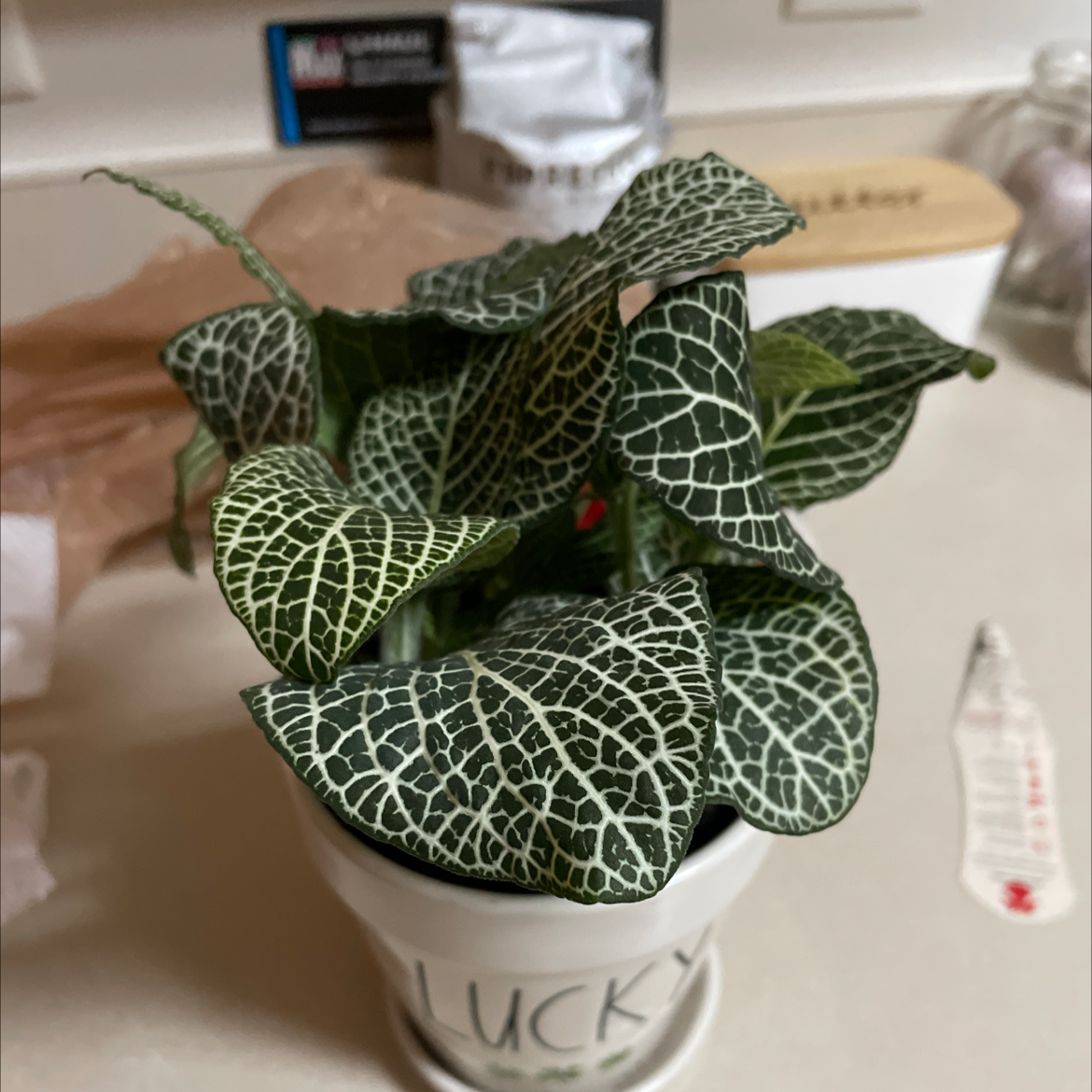 Nerve Plant plant photo by @thechromekitten named Leaf Eriksson on Greg, the plant care app.