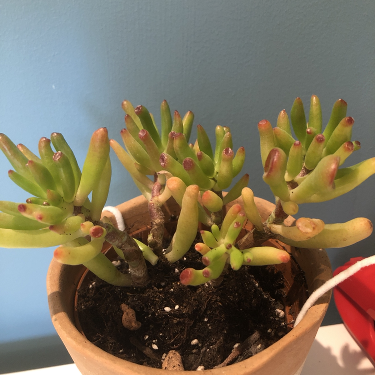 Finger Jade plant photo by @Georginab named Shrek on Greg, the plant care app.