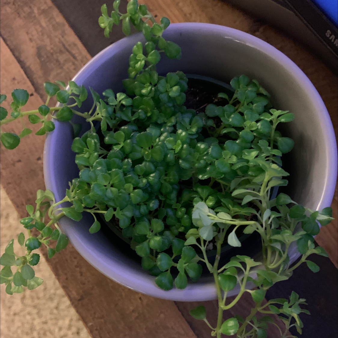 Healthy, vibrant green Kalanchoe succulent plant with dense rounded leaves in a white ceramic pot, well-framed photo.