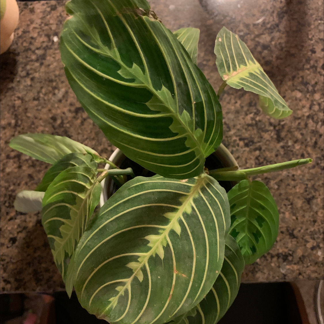 Close-up of a healthy green prayer plant with pale striped veins and ruffled oval leaves in soil.
