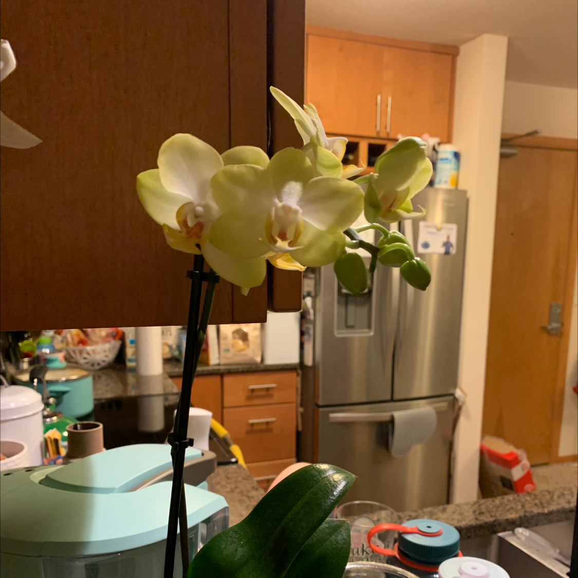 Phalaenopsis Orchid with white and yellow flowers on a kitchen counter.