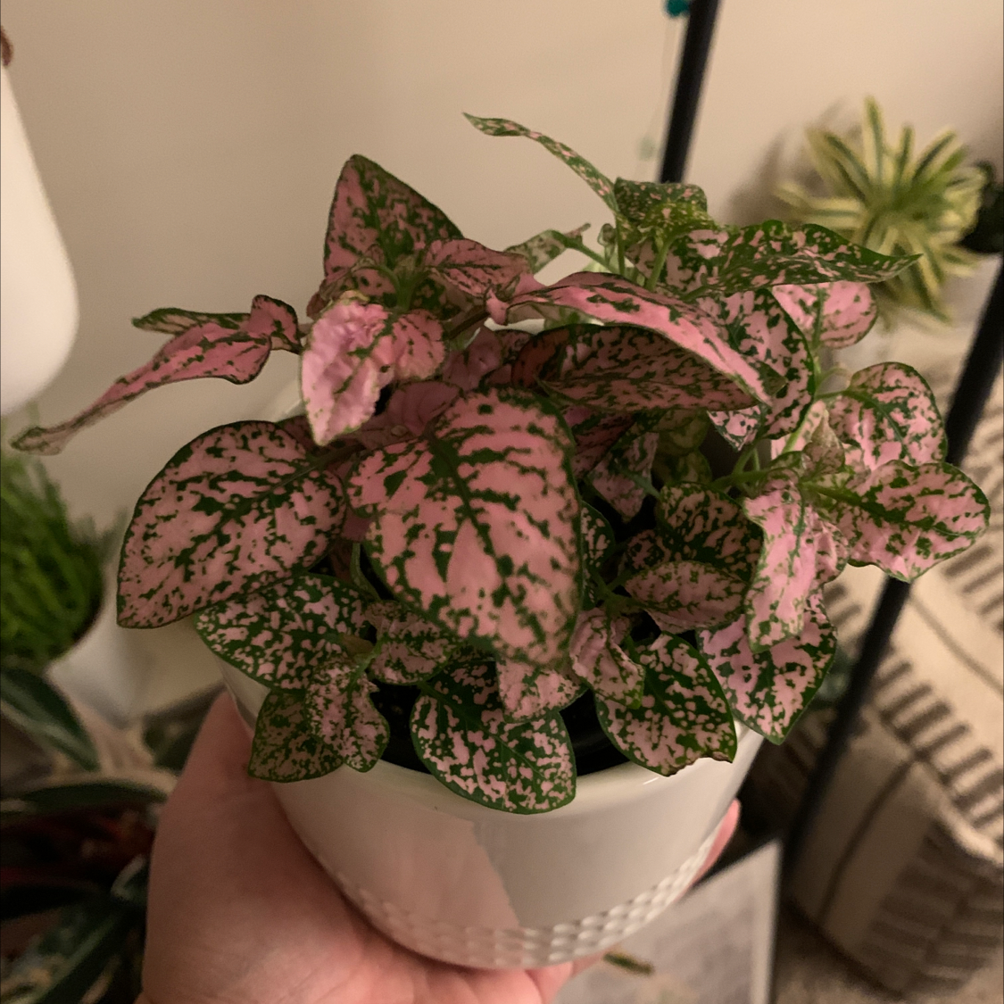 Healthy Polka Dot Plant with vibrant pink and green variegated leaves in a white ceramic pot, cleanly photographed.