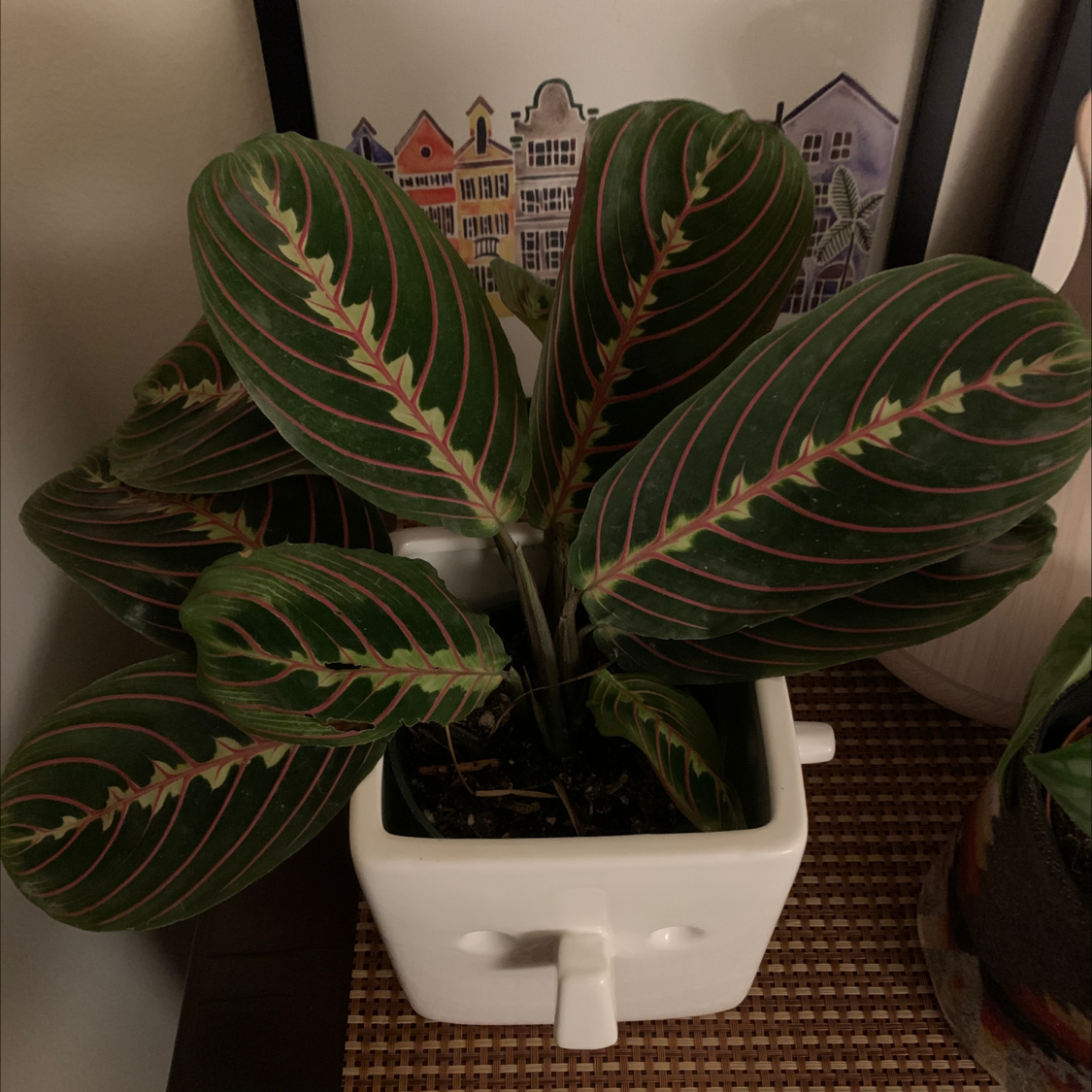 Healthy Green Prayer Plant in a white pot, with vibrant oval leaves in an upward prayer pose and red veins on a brown mat.