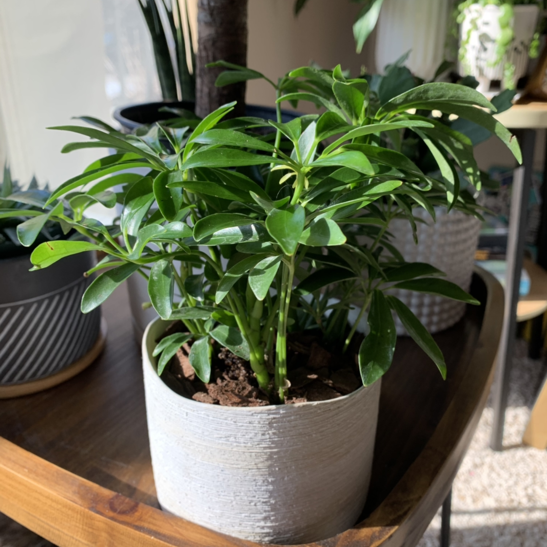 Healthy dwarf umbrella tree in a white ceramic pot, with lush green foliage and no signs of discoloration or damage.